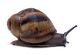 Archachatina marginata ovum Nigeria XXL juvenil